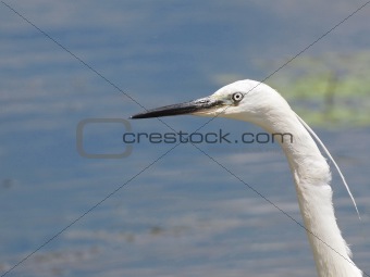 Little Egret on river,  Egretta garzetta