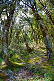 Beech Forest