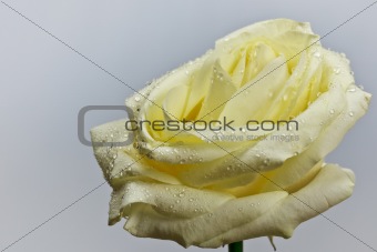 yellow  rose with drops of water