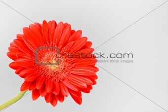 red gerbera daisy