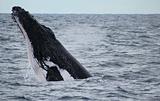 Humpback Whales Migration North in Australia