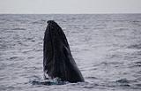Humpback Whales Migration North in Australia