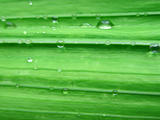 Gladiolus leaf with water drops