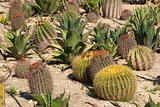 Cactus farm