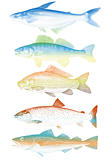 vector fishes