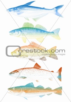 vector fishes