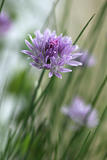 Chive blossom