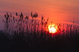 sunrise among reeds