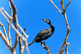 cormorant (phalacrocorax carbo )