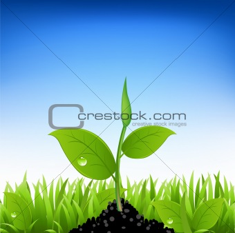 Green Grass And Young Plant