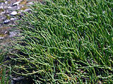 Salicornia (Sea Asparagus)