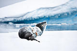 Seal rests 