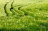 Green barley field in the spring