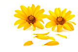 petals of yellow flowers 