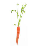 Single Carrot With Leaves