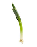 Leek From the Side