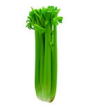 Bundle of Celery