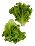 Two Heads Of Lettuce