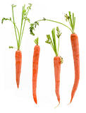 Four Packed Carrots