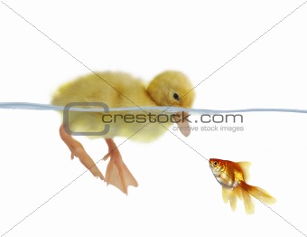 swimming nestling of duck