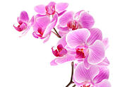 orchid flowers on branch