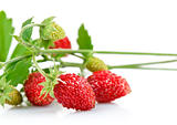 wild strawberry berry with green leaf