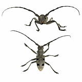 Longhorn beetle isolated on white background, Morimus funereus