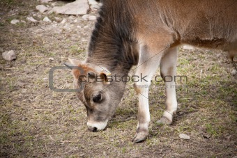 Young calf feeding on a field