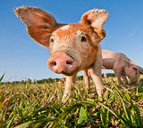 Young pig standing on a pigfarm