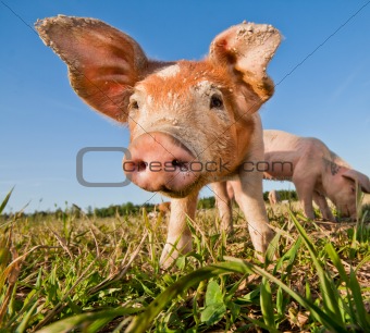 Young pig standing on a pigfarm