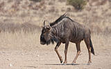 Blue Wildebeest (Brindled Gnu)