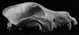 animal skull wolf dog coyote bones isolated died teeth fossil 