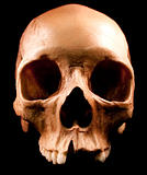 Human skull - bone head dead teeth spooky scary pirate isolated 