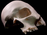 Human skull - bone head dead teeth spooky scary pirate isolated 