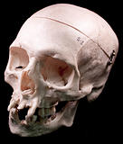 Human skull - bone head dead teeth spooky scary pirate isolated 