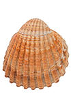 Sea conch 
