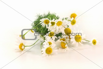 fresh camomile flowers