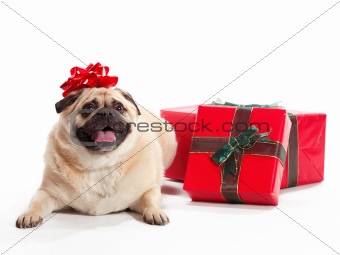 Pug Present