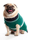 Sweater Pug