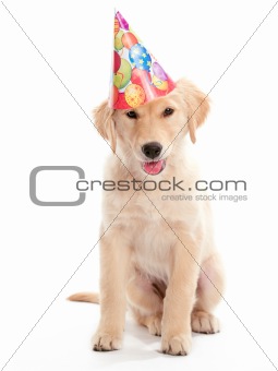 Birthday Puppy
