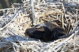 cormorant chicks (phalacrocorax carbo )