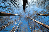 Trees photographed from below