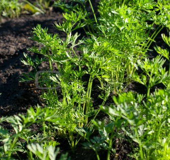 Beds with young carrots