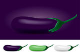 Different Colored Eggplant - Vector Illustration