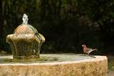 Red bird on on fountain