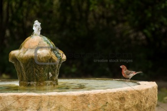 Red bird on on fountain