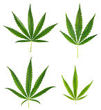 Set of cannabis leafs