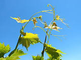 Young grape leaves