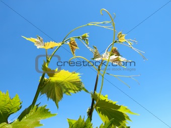 Young grape leaves