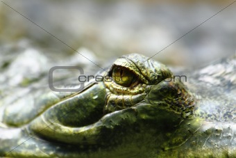 alligator eye
